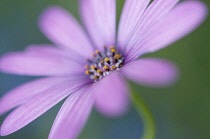 Osteospermum, Cape Daisy.