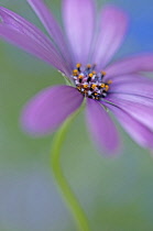 Osteospermum, Cape Daisy.