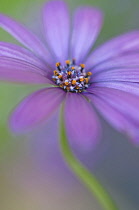 Osteospermum, Cape Daisy.