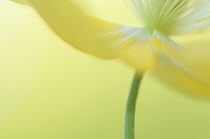 Poppy, Welsh poppy, Meconopsis cambrica.