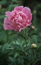 Peony, Paeonia lactiflora 'Sarah Bernhardt'.