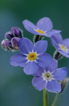 Forget-me-not, Myosotis.