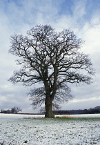 Oak, Quercus robur.