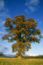 Oak, Quercus robur.