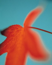 Maple, Japanese maple, Acer palmatum, Studio shot of orange coloured leaf against green background.