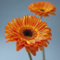 Gerbera.