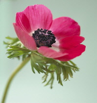 Anemone, Anemone coronaria.