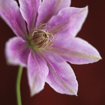 Clematis.