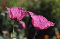 Poppy, Opium poppy, Papaver somniferum.