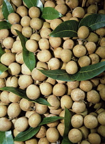 Sapodilla, Manikara zapota.