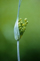 Allium, Allium flavum.