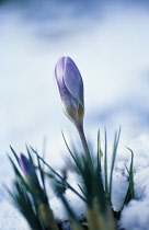 Crocus.