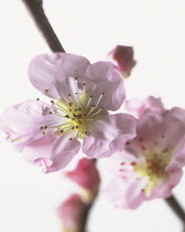 Almond, Prunus dulcis.