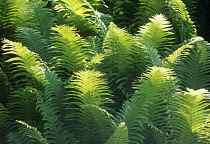 Fern.