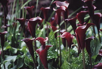 Lily, Arum lily, Calla lily, Zantedeschia.