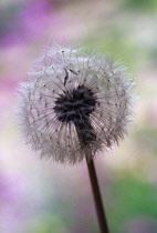 Dandelion clock, Taraxacum officinale.