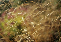 Tuftedhairgrass, Deschampsia cespitosa.