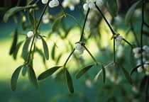 Mistletoe, Viscum album.