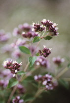 Marjoram, Oregano, Origanum vulgare.