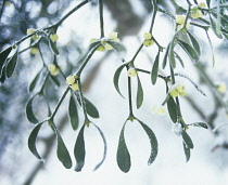 Mistletoe, Viscum album.