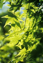 Japanese Maple, Acer palmatum.