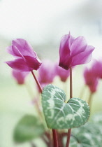 Cyclamen.