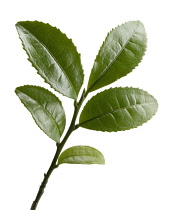 Tea Plant, Camellia sinensis.