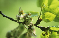 Elm, Ulmus procera.