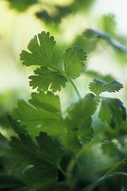 Coriander, Coriandrum sativum.