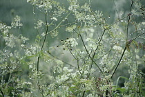 Cow Parsley, Anthriscus sylvestris.