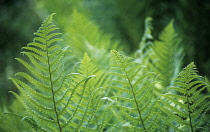 Fern, Lady fern, Athyrium.