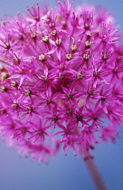 Allium, Allium Hollandicum 'Purple sensation'.