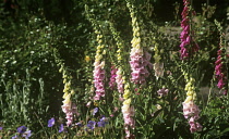 Foxglove, Digitalis purpurea.