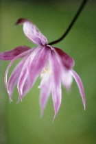 Clematis, Clematis alpina 'Willy'.