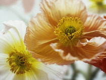 Poppy, Papaver nudicaule, Icelandic Poppy, Papaver croceum.