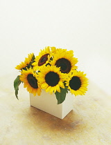 Sunflower, Helianthus.