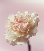 Carnation, Dianthus.