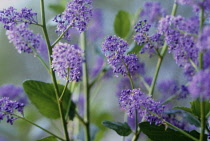 Californian Lilac, Ceanothus.