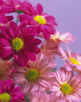 Chrysanthemum.