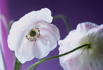 Poppy, Shirley poppy, Papaver rhoeas Shirley series.