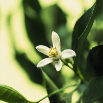 Orange, Citrus sinensis.