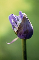 Agapanthus.