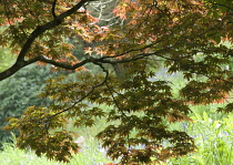 Japanese Maple, Acer palmatum.