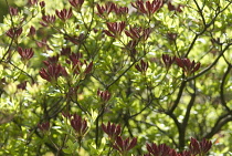 Azalea, Rhododendron.