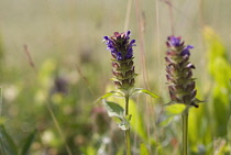 Selfheal, Prunella vulgaris.