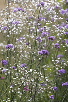 Gypsophila.