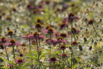 Echinacea, Purple coneflower, Echinacea angustifolia.