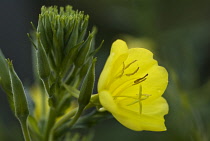 Evening primrose, Oenothera biennis.