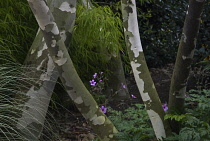 Snowgum, Eucalyptus niphophila.