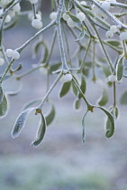 Mistletoe, Viscum album.